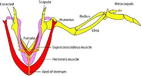 Musculoskeletal anatomy of a bird wing. | Download Scientific Diagram