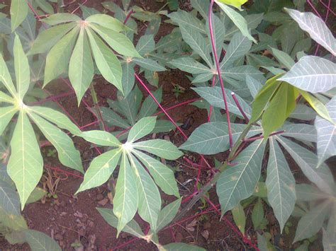 Cara Menanam Singkong (Ketela Pohon) Melalui Stek Batang Untuk Hasil Menguntungkan Bagi Petani ...