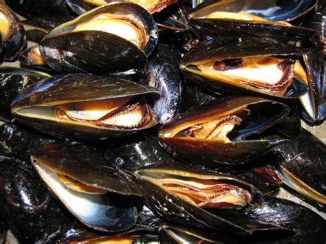 Mussels – Fresh Seafood