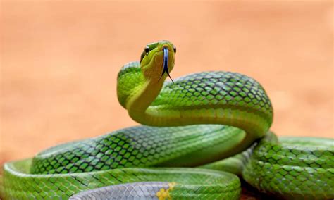 10 Endangered Snakes We Should Act to Save - A-Z Animals