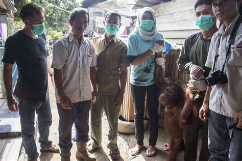 Orangutan Rescued From Crate in Borneo - The Dodo