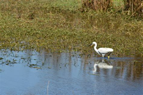 Keoladeo National Park: An Overview | Sahapedia