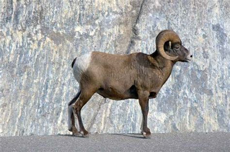 Bighorn sheep | Habitat, Behavior & Adaptations | Britannica