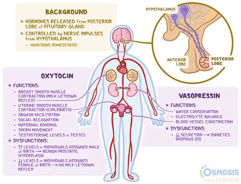 Posterior Pituitary Hormones: What Are They, Their Function, and More | Osmosis