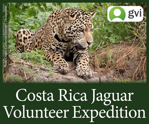 Conservation - Jaguar