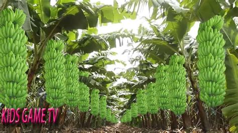 World Ingenious Harvesting Technology - How To Harvest Banana - Banana Harvesting & Farming ...