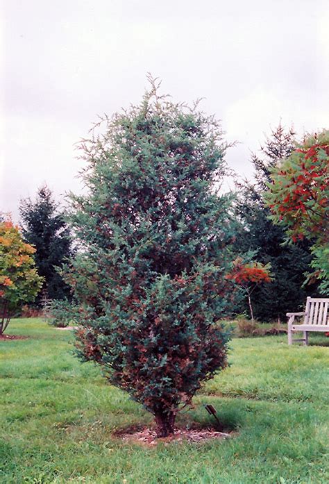 Chinese Juniper (Juniperus chinensis) in Columbus Dublin Delaware Grove City Gahanna Bexley Ohio ...