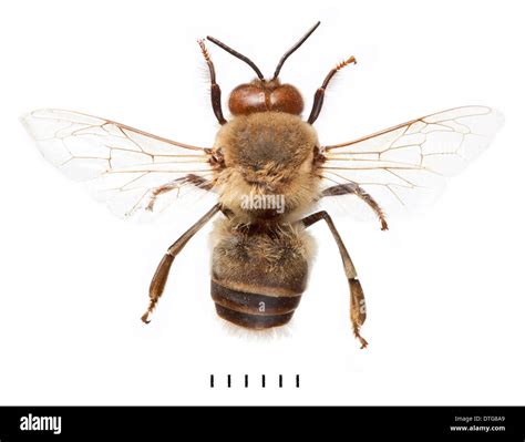 Apis mellifera, European honeybee Stock Photo - Alamy