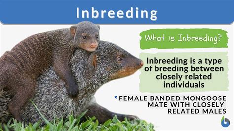 Inbreeding - Definition and Examples - Biology Online Dictionary