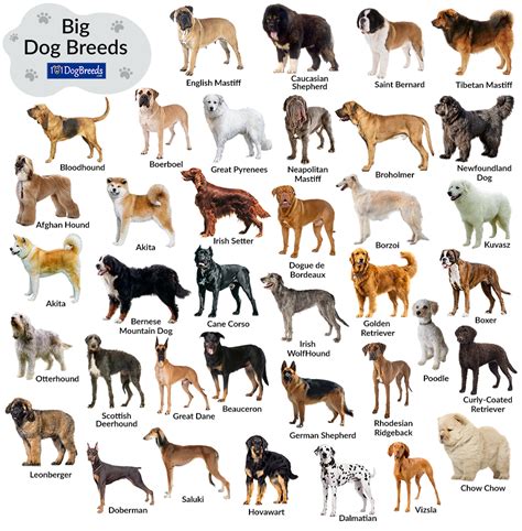 A Big Dog Breed