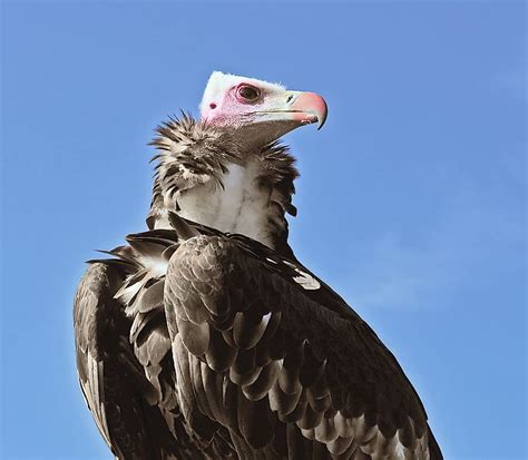 Seven African Vulture Species On The Brink Of Extinction - WorldAtlas.com