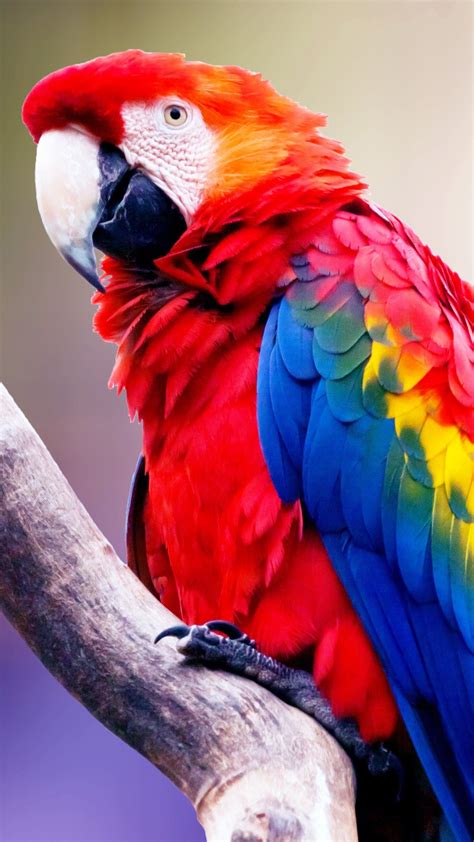 Macaw Bird HD Wallpapers - Wallpaper Cave