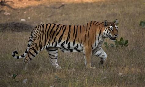 5 most popular tigers in India