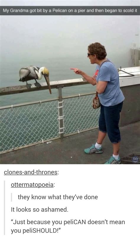 The best Pelican memes :) Memedroid