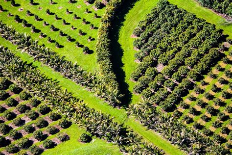 Macadamia Nut Farm | Cindy Goeddel Photography, LLC