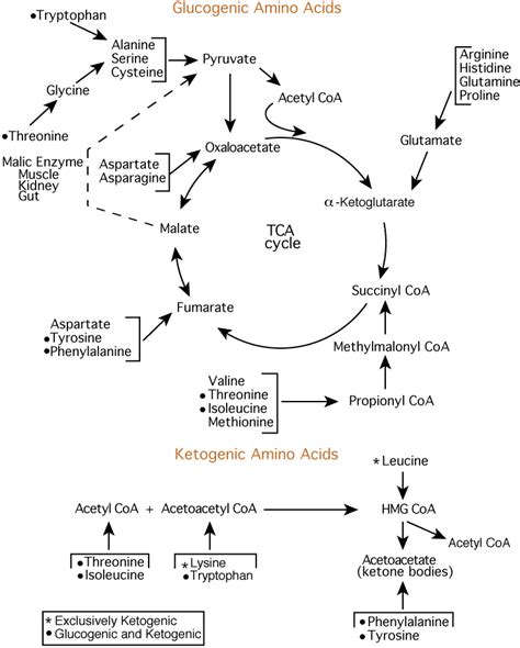 AMINO ACID METABOLISM : SYNTHESIS & DEGRADATION OF AMINO ACIDS