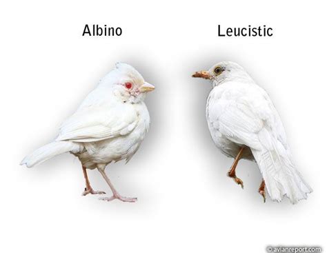 Bird Albino vs. Leucistic - Avian Report | Albino, Melanistic ...