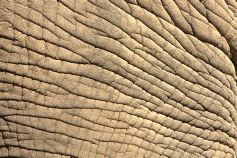 Feature Variations: Skin Textures: Elephant Skin | Resources: Textures | Pinterest