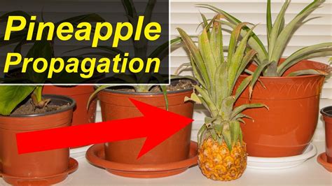 Pineapple propagation experiment - I bought a new fruit - YouTube