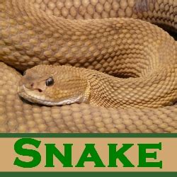 Healthy Pet Snakes Care Guide