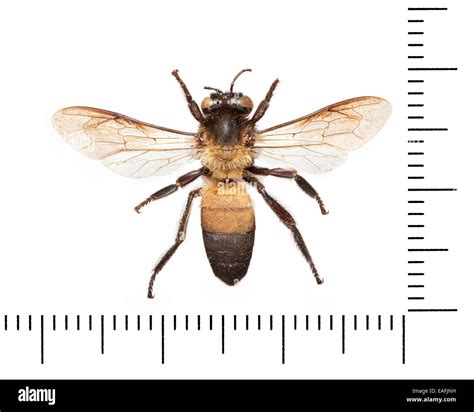 Apis dorsata Stock Photo - Alamy