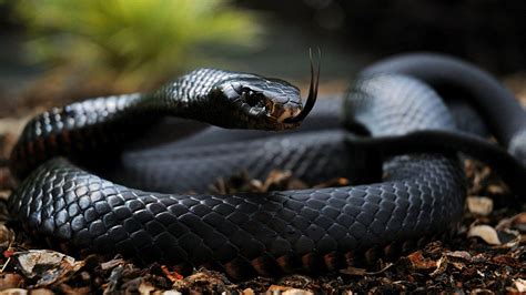 🔥 [40+] Black Mamba Snake Wallpapers | WallpaperSafari