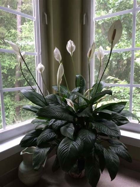 Peace Lily Plant (Spathiphyllum) Guide | Our House Plants