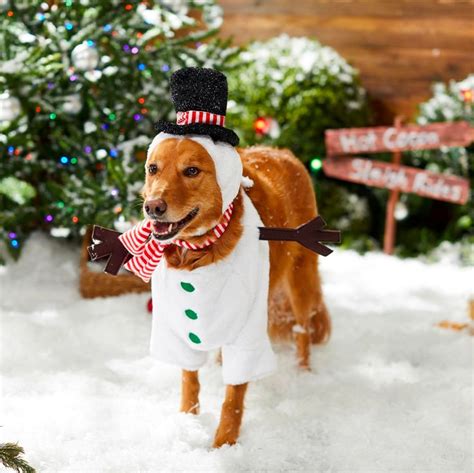 10+ Cute Christmas Costumes for Large Dogs - Hey, Djangles. | Large dog costumes, Large dogs ...