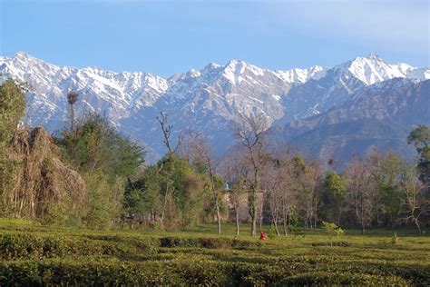 Visit Palampur: 2024 Travel Guide for Palampur, Himachal Pradesh | Expedia