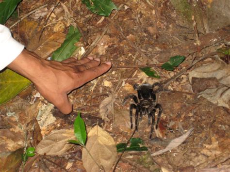 This Video Of A Tarantula Molting Is Just Too Gross For Words – ViralNova