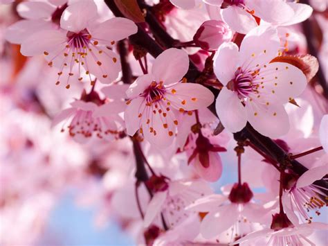 Beautiful Pink Cherry Blossom Wallpaper - Colors Wallpaper (34590473 ...