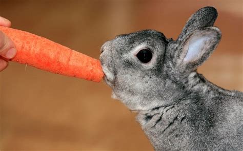 Carrots are bad for rabbits, RSPCA says