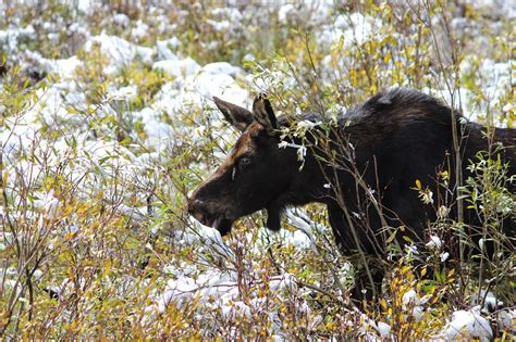 Jealous of Ellis: Snow Moose