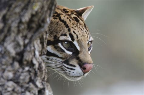 No Country for Old Ocelots - bioGraphic