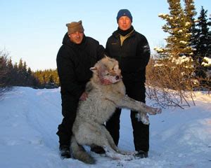 Alaska Wolf Hunting | Castle Rock Outfitters