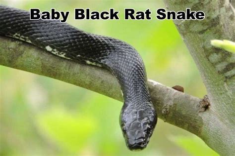 Baby Black Rat Snake: Identification, Price and Facts