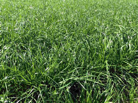 Payday Tetraploid Perennial Ryegrass by DES MOINES FEED & NATURE CENTER