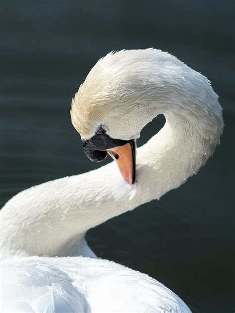 White swan preening its neck feathers Photograph by Millward Shoults - Fine Art America