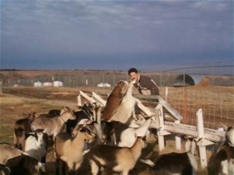 Goat Breeds Alpine – Goats