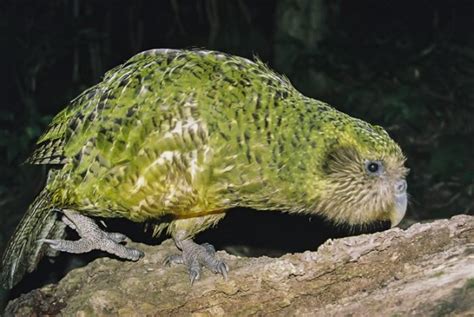 Epic birth of Lisa One the first Kakapo Parrot Born in 2014