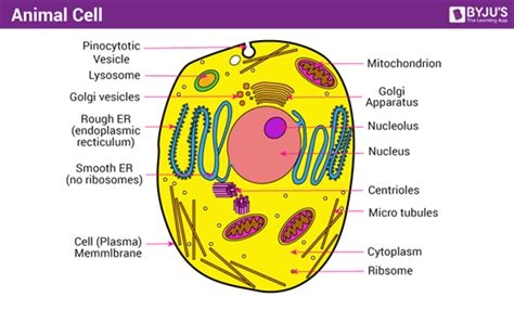 A Well-labelled Diagram Of Animal Cell With Explanation