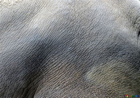 The texture of elephant skin free image - № 45089