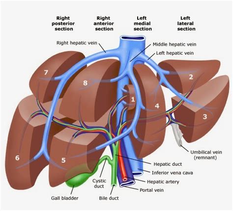 Medical Treatment Pictures-for Better Understanding: Liver Resection Surgery: Before & After ...