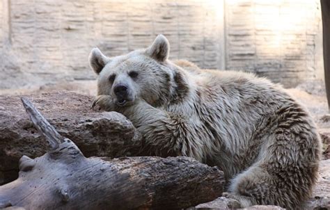 What Color is a Polar Bear's Fur? | HubPages