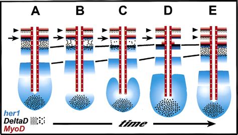 Control of her1 expression during zebrafish somitogenesis by a Delta-dependent oscillator and an ...