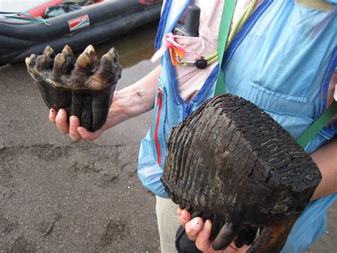 Mastodons long gone from the north