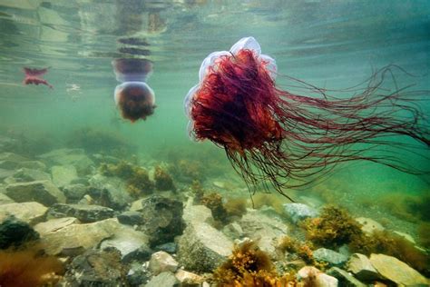 Lion's Mane Jellyfish Facts