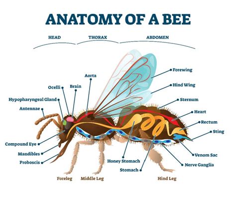 Anatomy Of A Honey Bee - Beginner's Guide Bee Professor