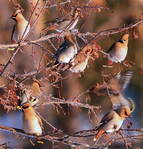 Birding Is Fun!: Birds in Winter