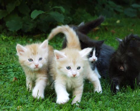 File:Redsilver Maine coon Kittens.JPG - Wikimedia Commons